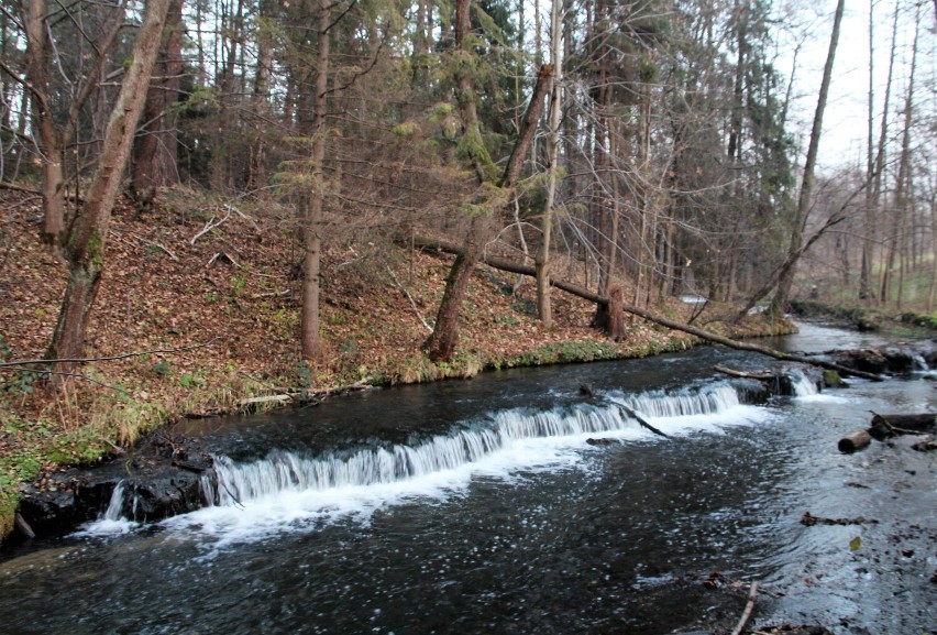 Rezerwat "Nad Tanwią"