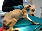Wygłodzony pies w jednej z podkaliskich miejscowości. Interweniowało Help Animals