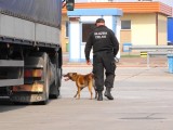 Przemyt papierosów w Koroszczynie: 2400 paczek ukrytych w ciężarówce