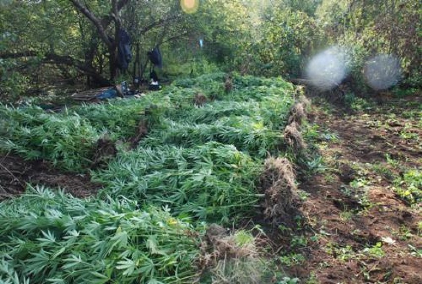 Plantacja marihuany w gm. Nowa Brzeźnica. W lesie rosło 480 krzewów konopi