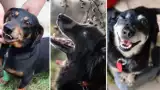 Cudowne psy czekają na adopcję w Częstochowie. Poznaj te kochane czworonogi! Zobacz ZDJĘCIA