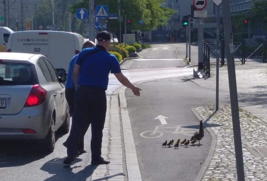 Stadko kaczek eskortowane przez motorniczych, bezpiecznie...