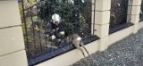 Kolejna sarna uratowana przez strażaków z OSP Łomnica. Utknęła w metalowych przęsłach