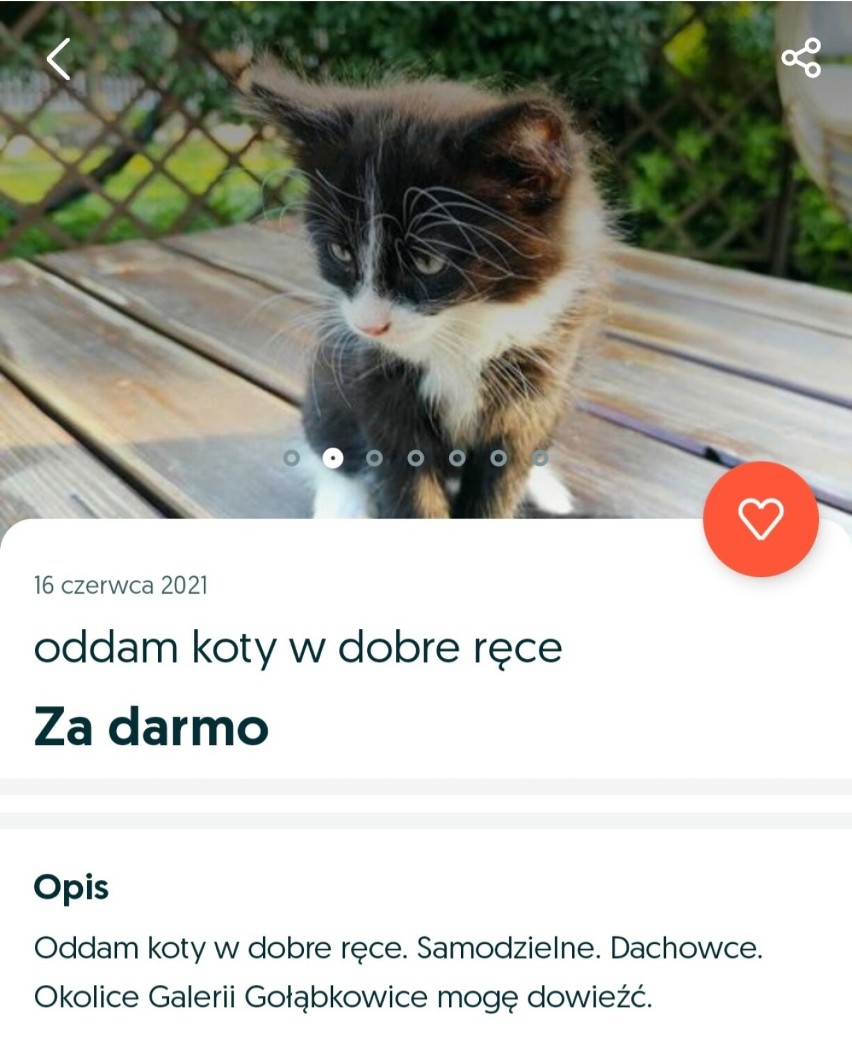 Zwierzaki do oddania za darmo z OLX