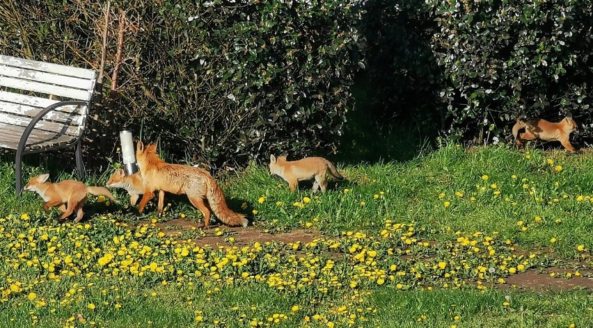 Lisia rodzina zadomowiła się na Pomorzu. Zobacz, jak...