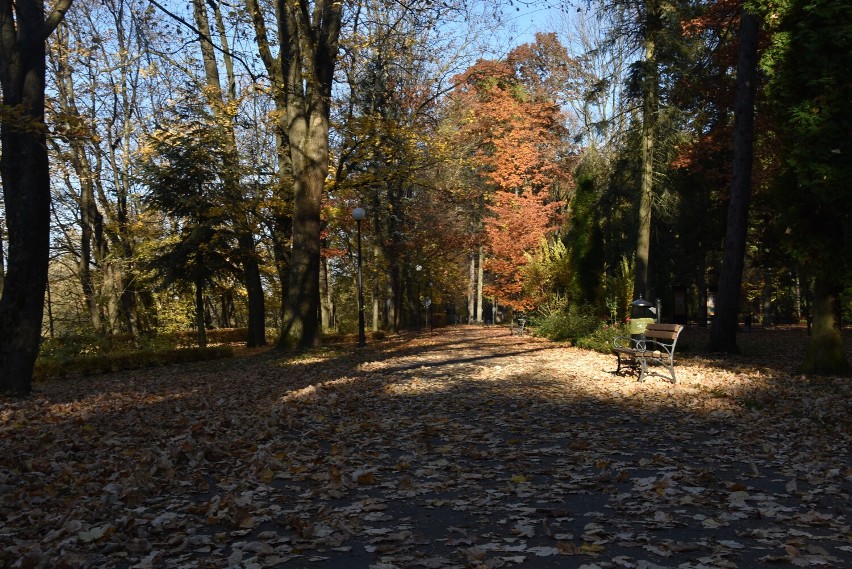 Gorlice. Park Miejski tonie w złotych liściach.Jesiennym dywanem pokryte są alejki, klomby, rabaty. Jest cicho i bardzo spokojnie [ZDJĘCIA]