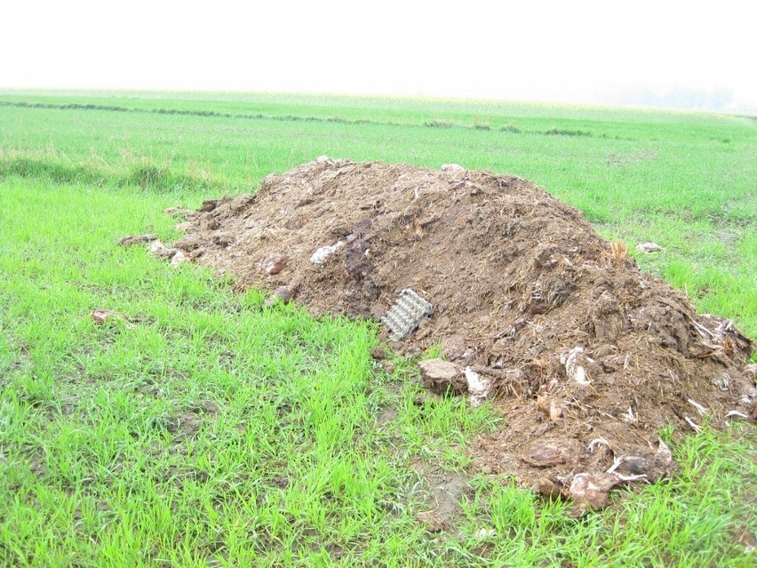 Pole zaorane martwymi kurczakami w Siemianowicach Śląskich-Przełajce [ZDJĘCIA]