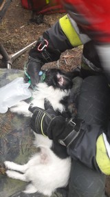Strażacy uratowali psa z pożaru