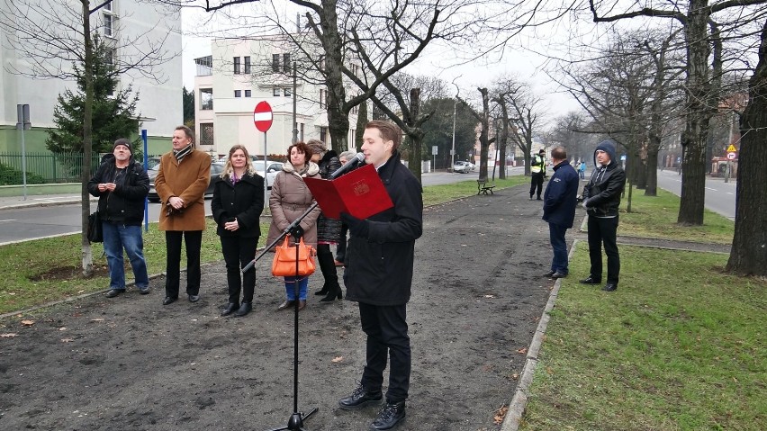 Kabaret Starszych Panów ma swój dąb w Bydgoszczy [zdjęcia, wideo] 