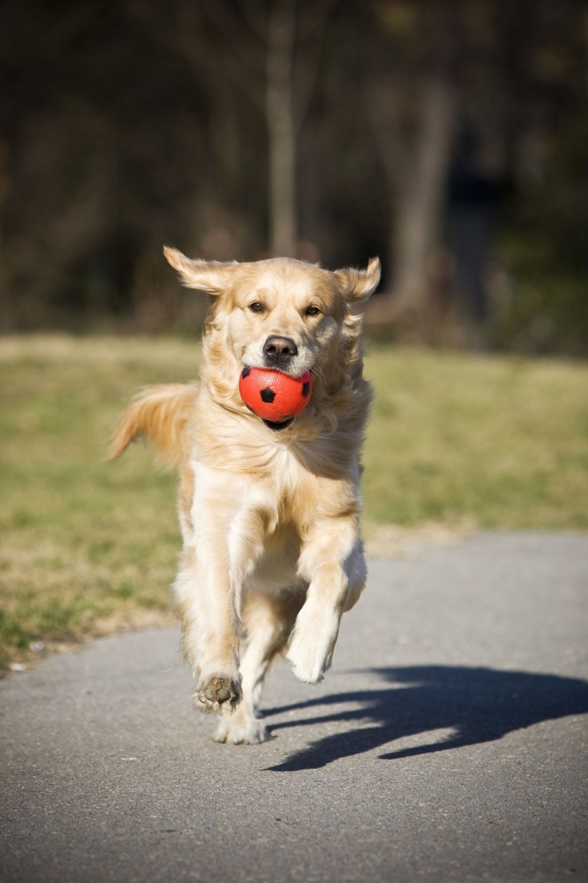 Hodowla golden retriever Warszawa i okolice