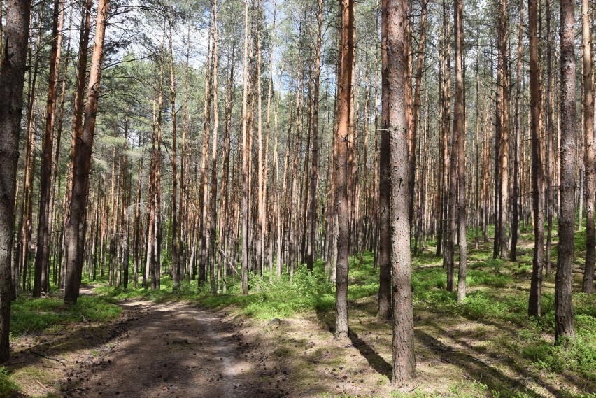 W maju zieleń na Wzgórzach Piastowskich jest najpiękniejsza....