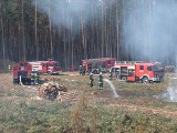 Złotów: Ćwiczenia straży pożarnej na obszarach leśnych w Wersku. Ćwiczenia straży Wersk [GALERIA]