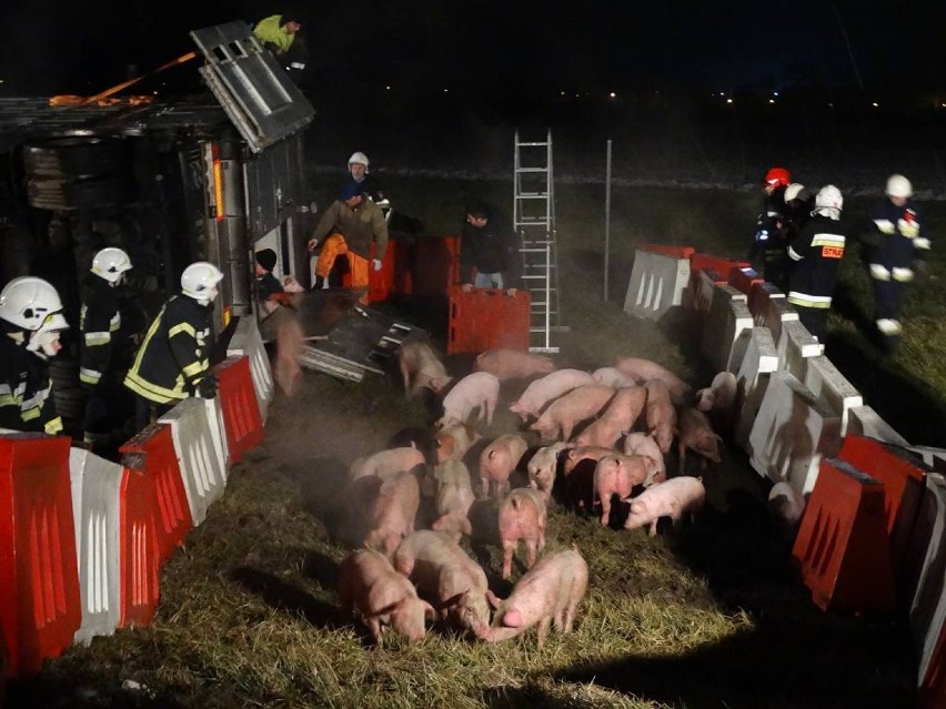 Wypadek na A2: Przewróciła się ciężarówka przewożąca świnie