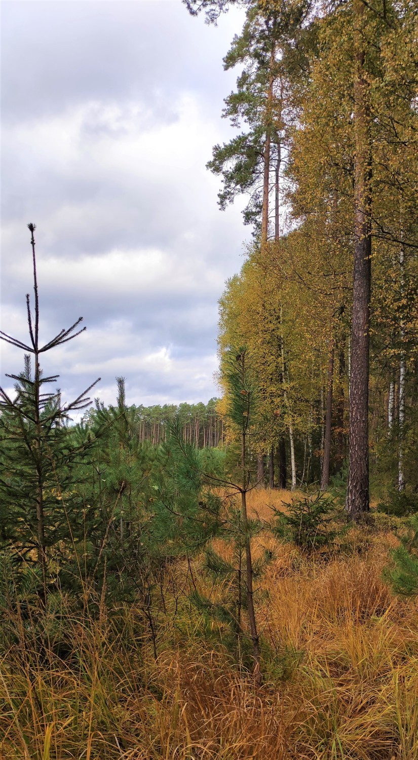 Okolice powiatu malborskiego. Las to piękne miejsce - jedni zbierają grzyby, inni fotografują przyrodę