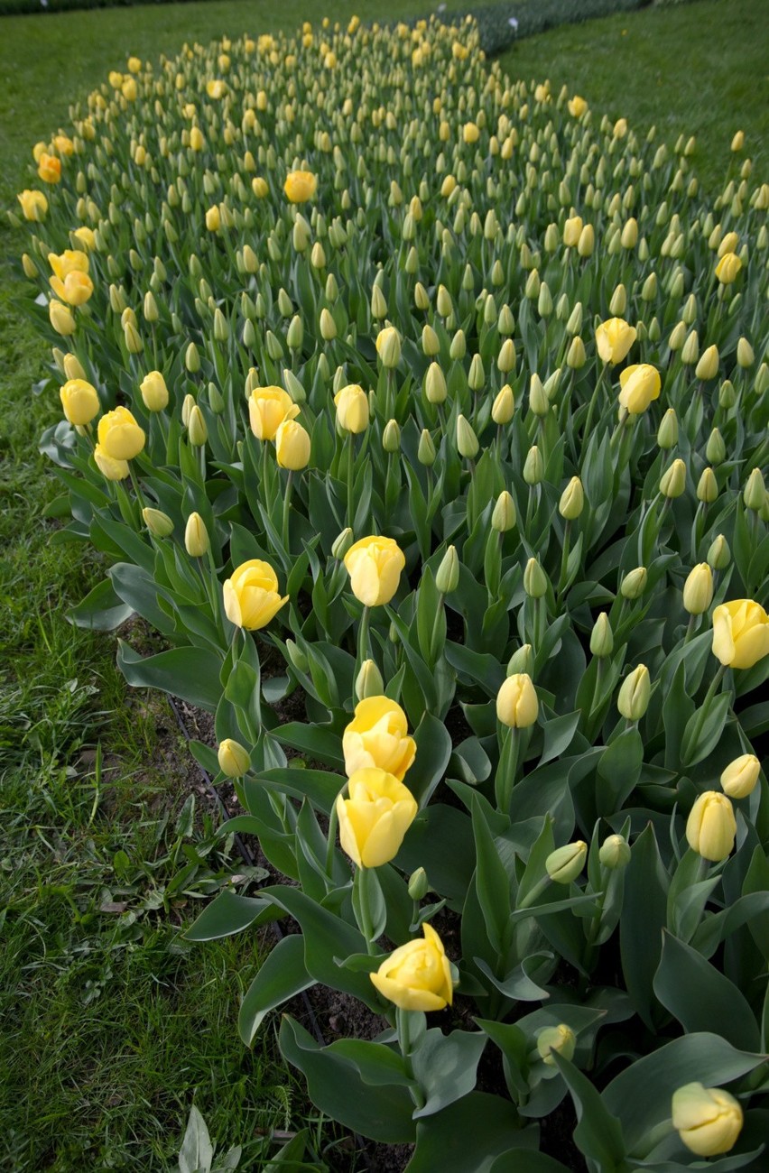 W łódzkim Ogrodzie Botanicznym rośnie 70 tysięcy tulipanów,...