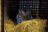 Do zamojskiego zoo przyjechał kolejny kot. To tygrysica Isla (ZDJĘCIA)