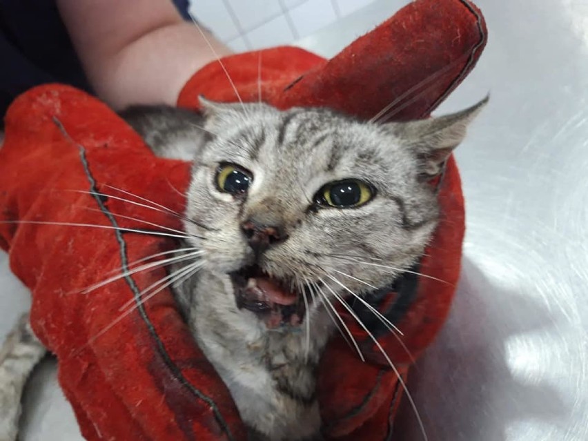 Przemek rozbił skarbonkę na leczenie potrąconego kotka