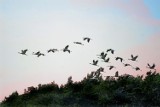 Jak co roku o wschodzie słońca policzą żurawie. Już jest ich ponad 800
