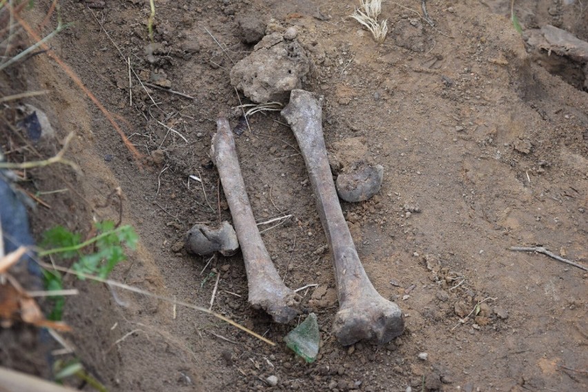 W Zęblewie w gminie Szemud archeolodzy odkryli szczątki żołnierzy niemieckich z okresu drugiej wojny światowej