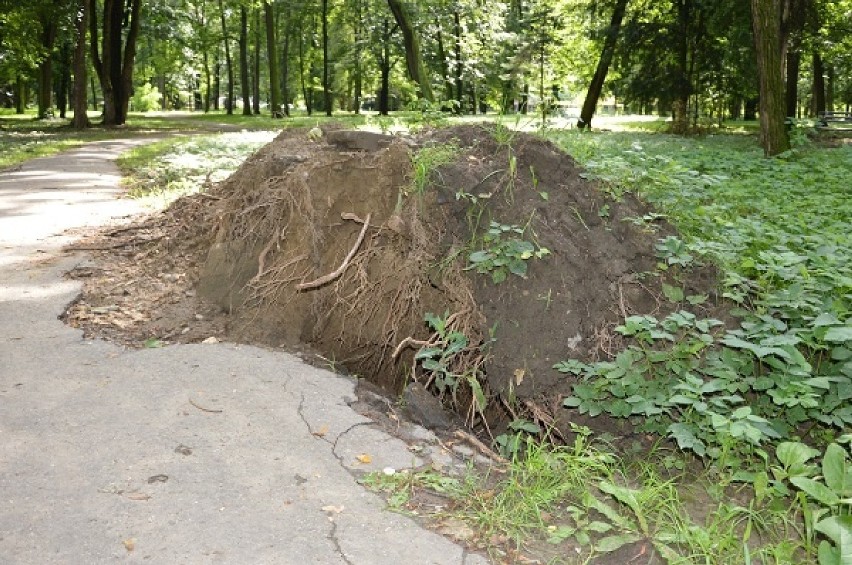 Nowy Sącz: Park Strzelecki dziczeje [ZDJĘCIA, WIDEO]