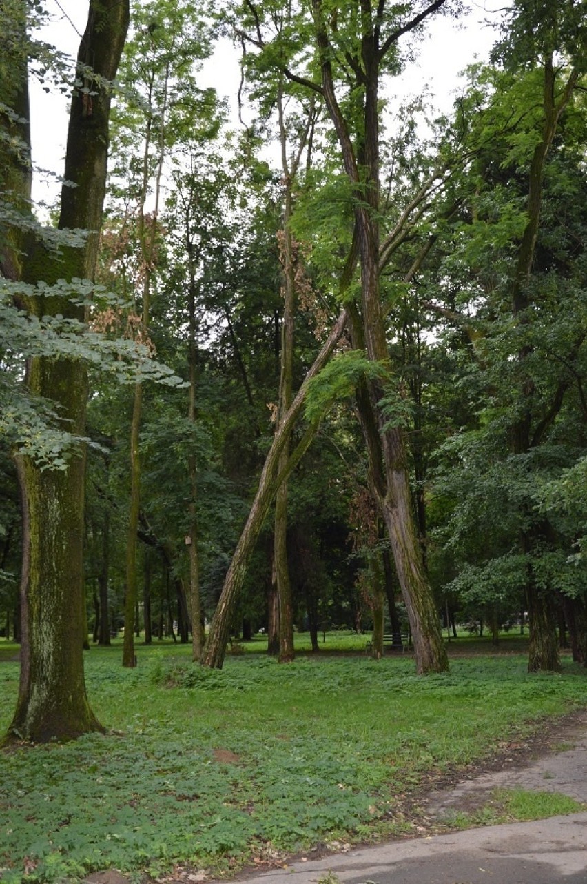 Nowy Sącz: Park Strzelecki dziczeje [ZDJĘCIA, WIDEO]