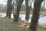Bobry na Przystani w Tomaszowie przegryzły drzewo i zabierają się za kolejne