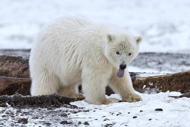 Mały niedźwiedź polarny. Dorosły osobnik waży 300-700 kg i osiąga długość 2,4-3,0 m.