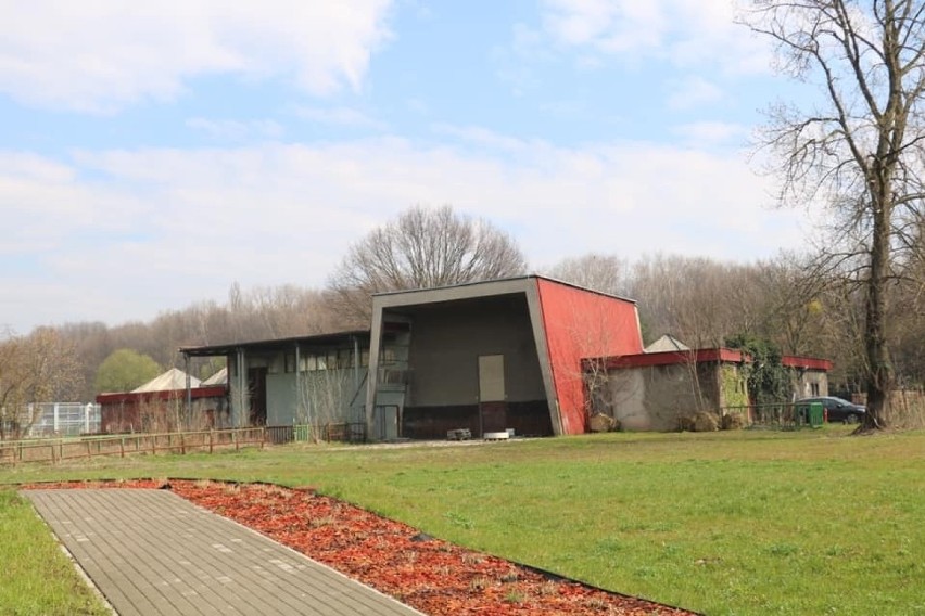 W Śląskim Ogrodzie Zoologicznym będzie jak w lesie tropikalnym. Żyrafiarnia doczeka się przebudowy