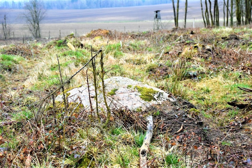 Średniowiczny głaz graniczny znaleziono w Nadleśnictwie Sławno