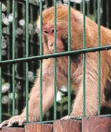 Małpy w gdańskim zoo kradną telefony komórkowe! Najsprytniejszy jest stary rezus