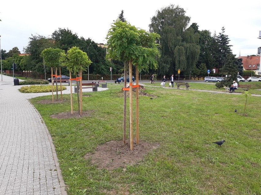 Karpa została, są nowe nasadzenia. O cień w tym punkcie Goleniowa będzie ciężko