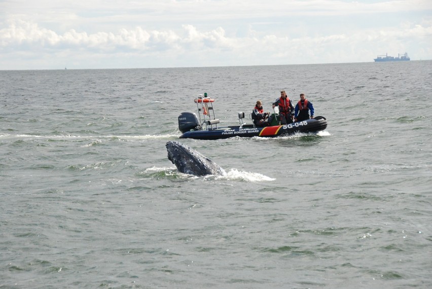 Wieloryb na Westerplatte. Ssak zaplątał się w sieć, uwolnili go specjaliści ze Stacji Morskiej FOTO