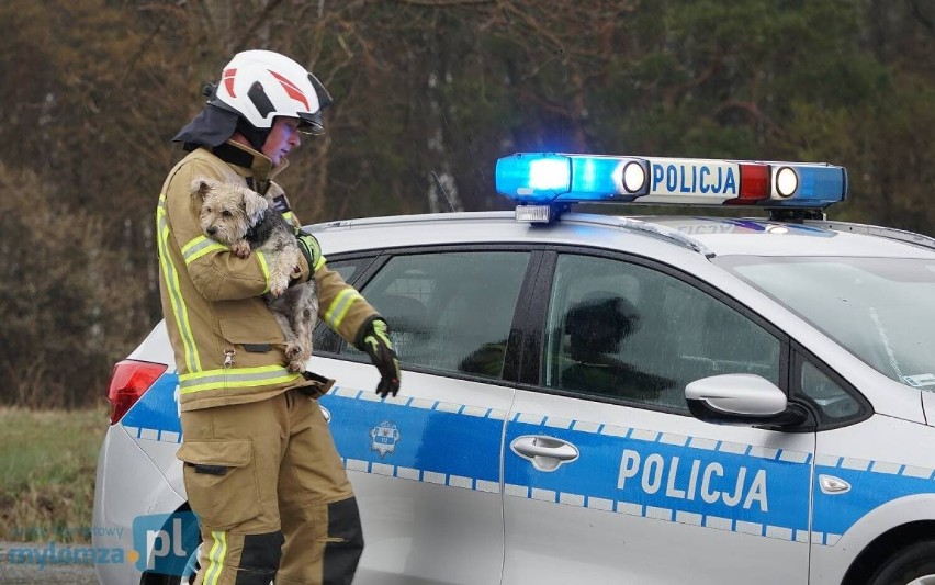 Piątnica. Wypadek na DK 61, w zdarzeniu uczestniczyły trzy samochody osobowe oraz bus [ZDJĘCIA]