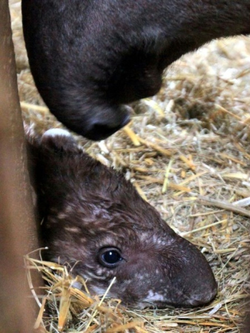 Mała tapirzyca robi furorę na całym świecie