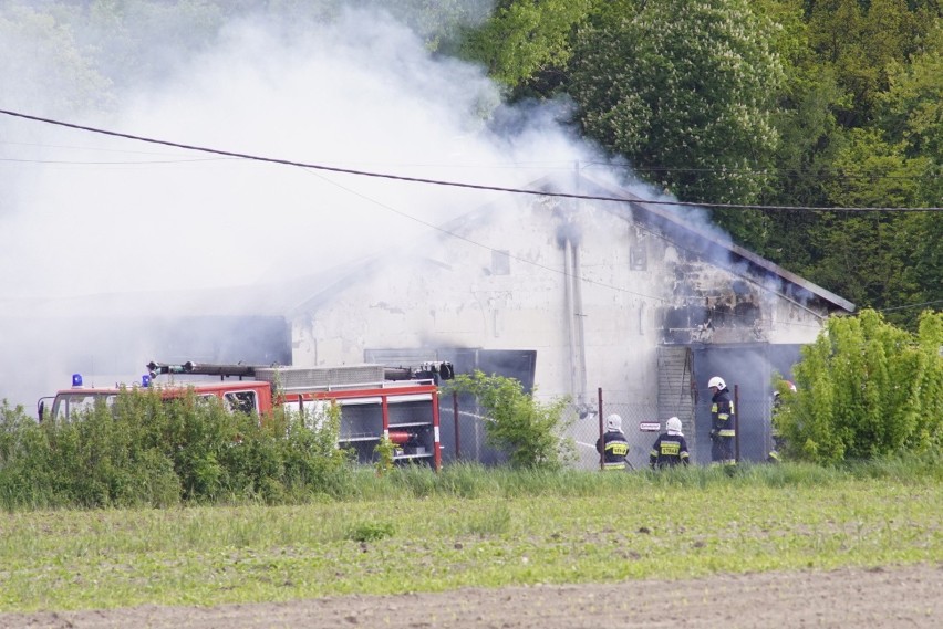 Pożar świniarni w Więckowicach, w gminie Dopiewo. W akcji...