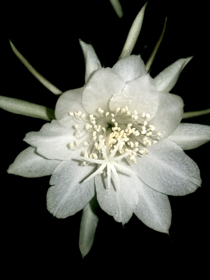 Epifilum, ten kaktus kiedyś nosił nazwę fylokaktus.