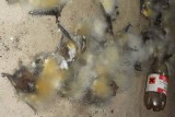 Ponad 100 martwych nietoperzy znaleziono w bunkrach między Nietoperkiem a Kęszycą 