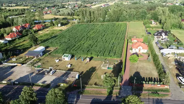 Zielony Labirynt, Nieporęt. Wielkie pole kukurydzy z wyznaczonymi ścieżkami