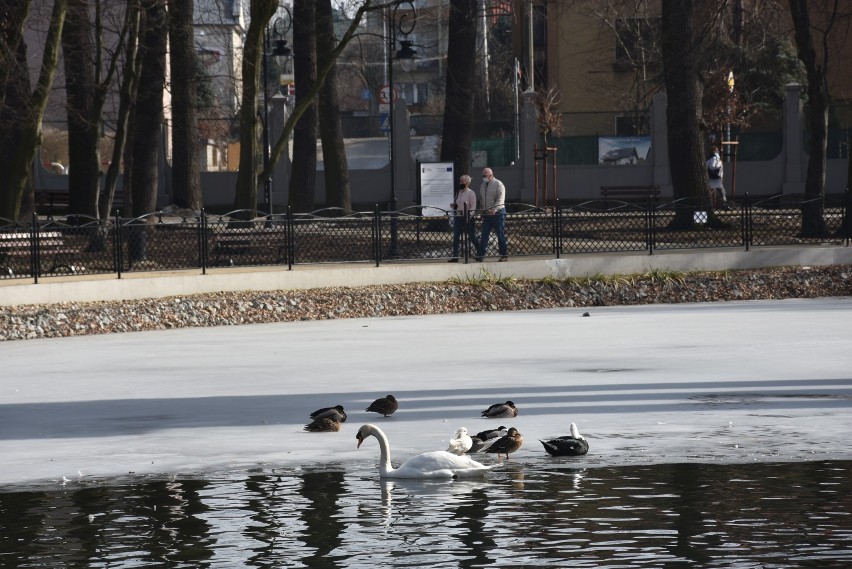 Park Strzelecki w Tarnowie