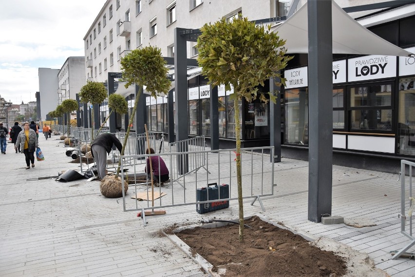 Remont ulicy Krakowskiej - nasadzenia drzew