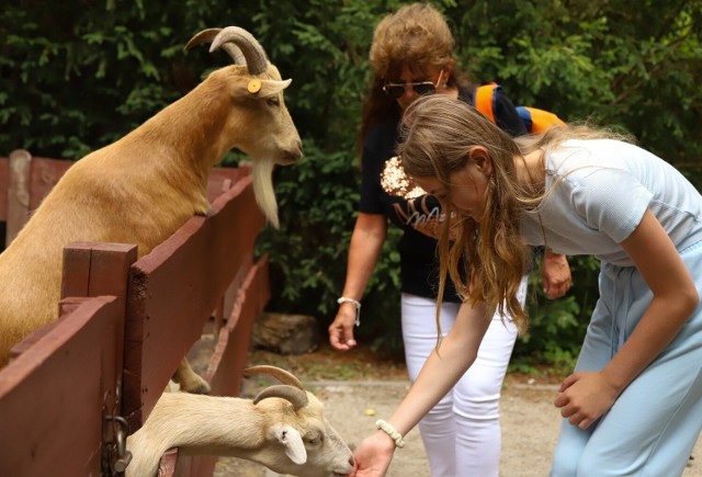 Dziś (24.07) toruński Ogród Zoobotaniczny świętował swoje urodziny. Odwiedzający zoo mieli okazję skorzystać z wielu atrakcji i poszerzyć swoją wiedzę. Oto zdjęcia!