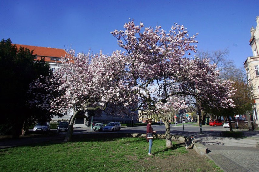 Zakwitły legnickie magnolie, największe rosną na skwerze Orląt Lwowskich [ZDJĘCIA]