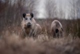 Zdjęcia miesiąca lutego! Powiat Szamotulski ponownie wyłonił zwycięzców najpiękniejszych fotografii