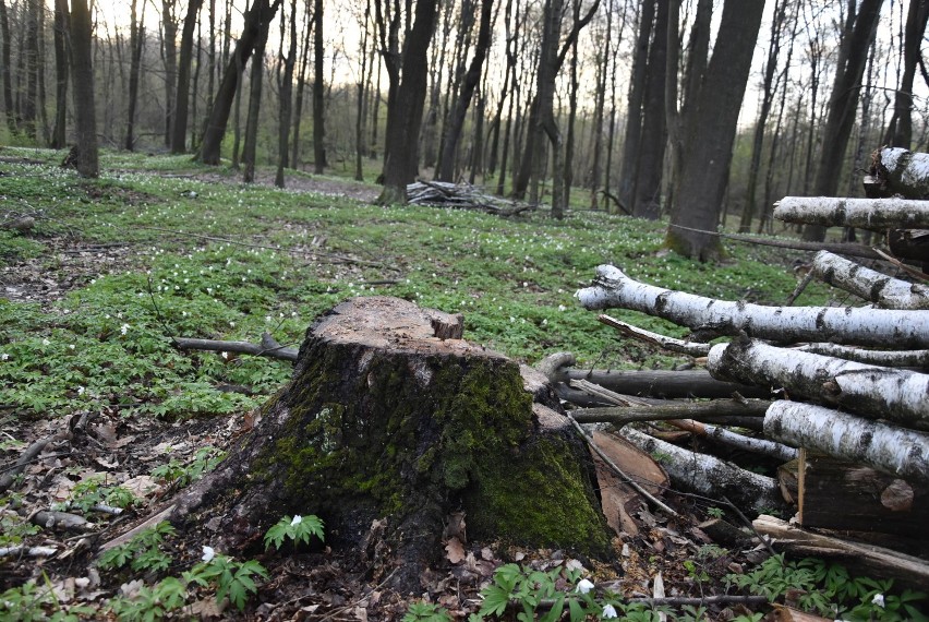 Wycinka drzew w Lasku Lipie była prowadzona jesienią i zimą....