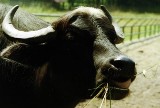 Powiat proszowicki: zabili agresywnego byka