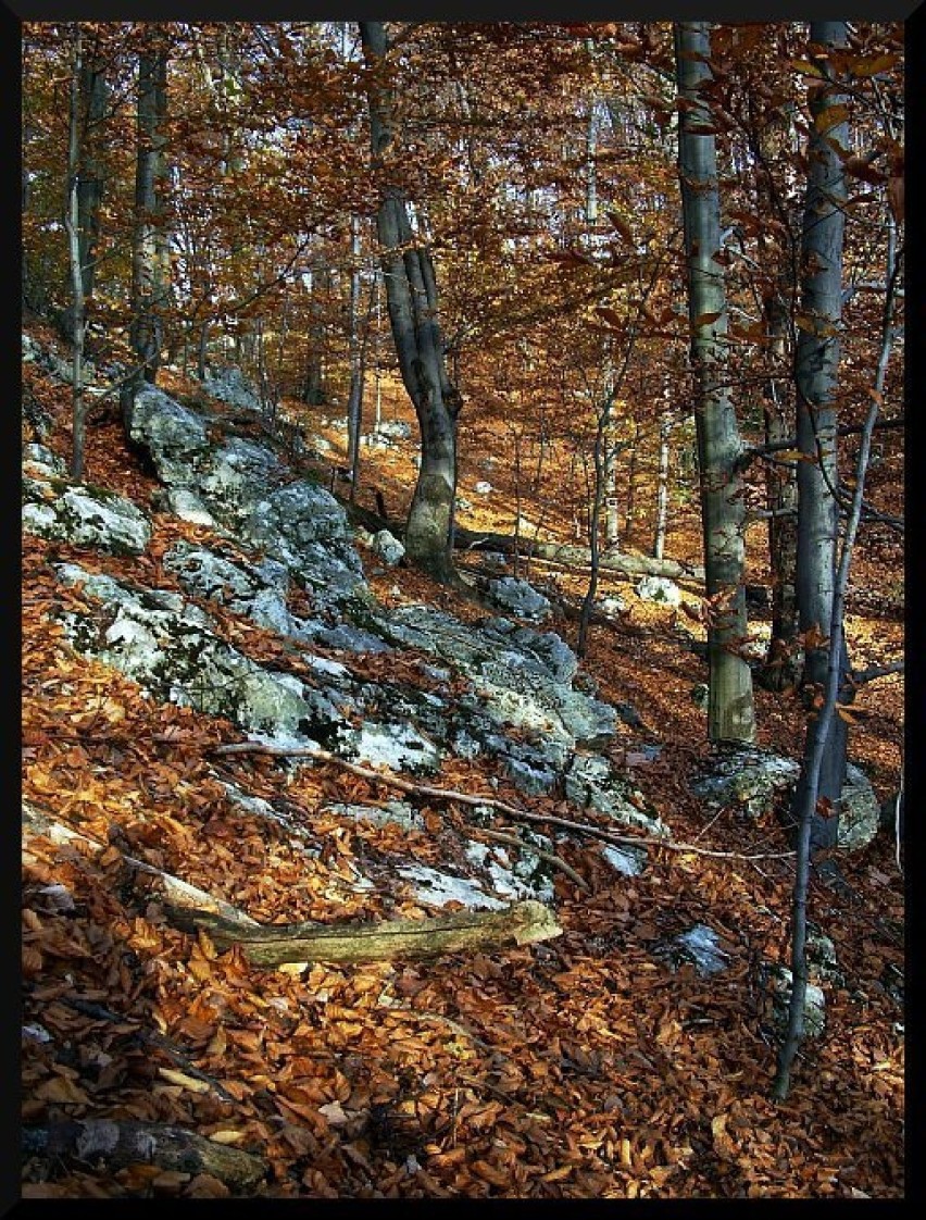 Charakterystyczny krajobraz Gór Sokolich, co rusz spod liści...