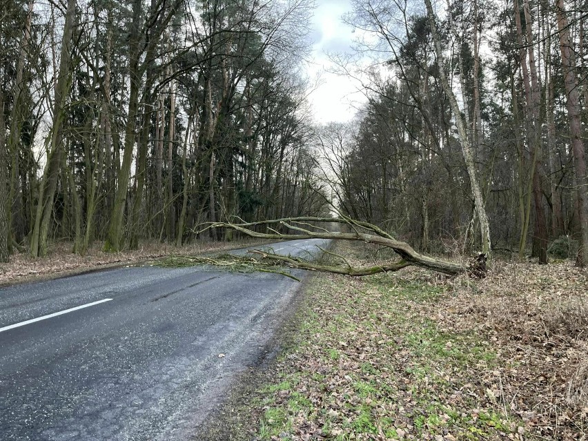 Z powodu wiatru drzewo zwaliło się na drogę łączącą Poniec i...