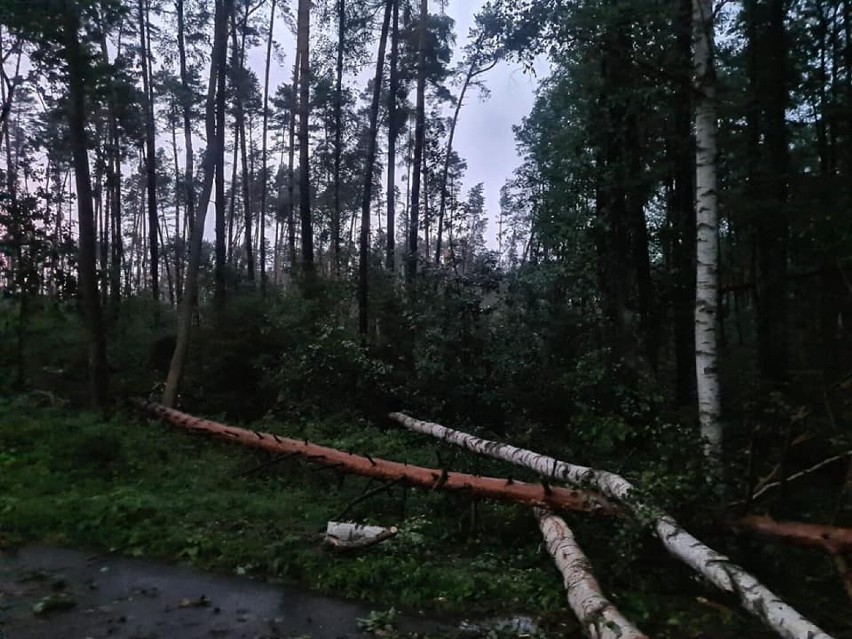 Duże zniszczenia po nawałnicy w powiecie oleśnickim. Straż do tej pory walczy z jej skutkami. Ile było wyjazdów? (30.7)