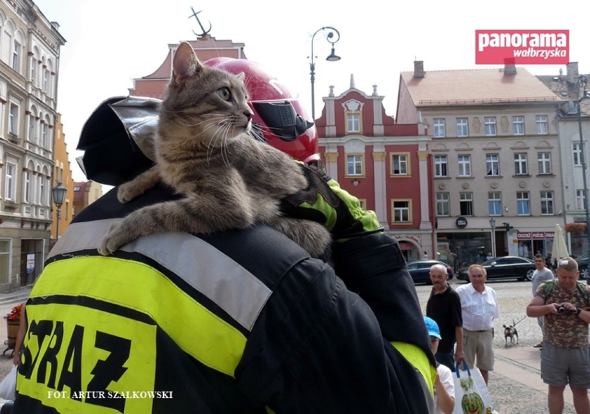 Wałbrzyscy strażacy uratowali rasowego kota, który nie...