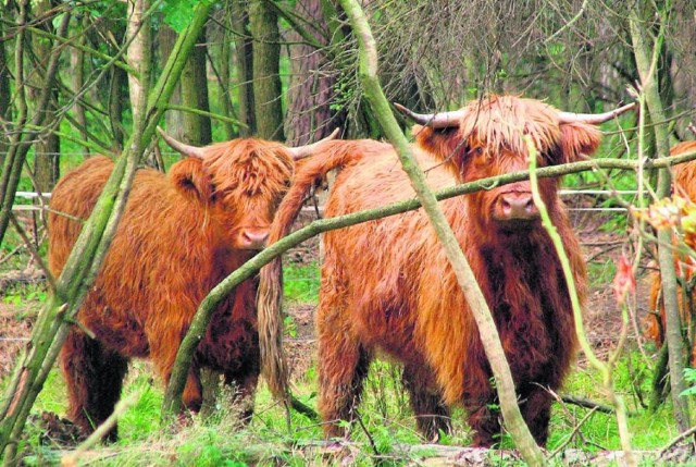 Tak wyglądają szkockie krowy włochate rasy Highland Cattle